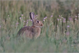 <p>KRÁLÍK DIVOKÝ (Oryctolagus cuniculus)     /European rabbit - Wildkaninchen/</p>